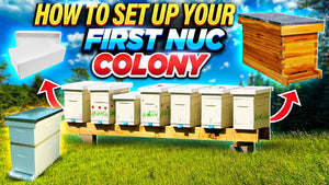 Set Up Your First Nuc Colony