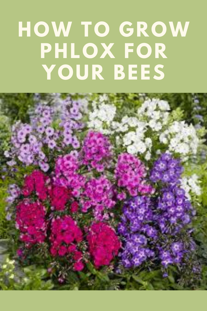 How To: Growing Phlox for Your Bees