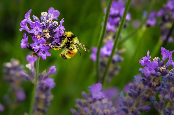 What Are The Best Flowers To Plant For Bees?